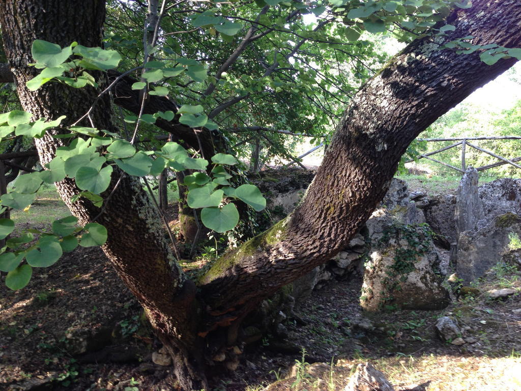 Casetta Tartuchino Semproniano Bagian luar foto